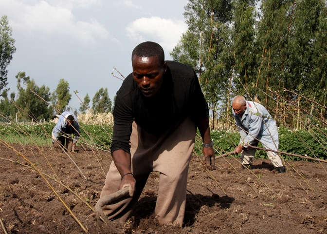 Zamuge Wanbera tending a tree nursery in the Bale Mountains, Ethiopia