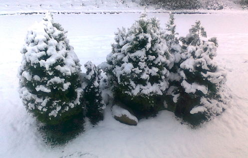 Snowy trees