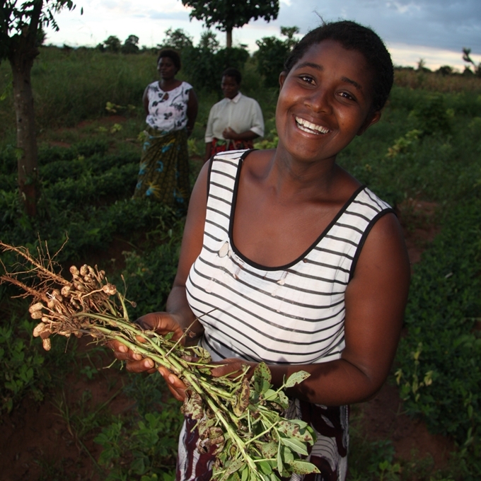 Malawi smallholder growing groundnuts